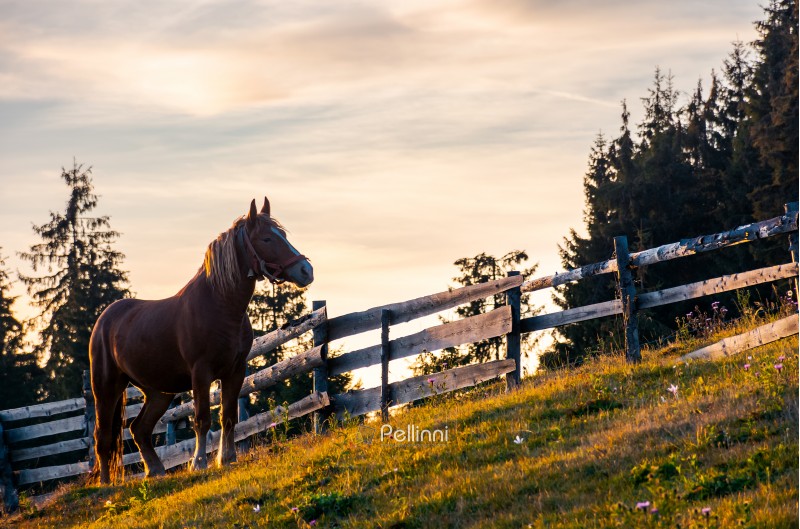 rufous horse near the wooden fence. beautiful evening scenery in golden light. forested countryside in mountains