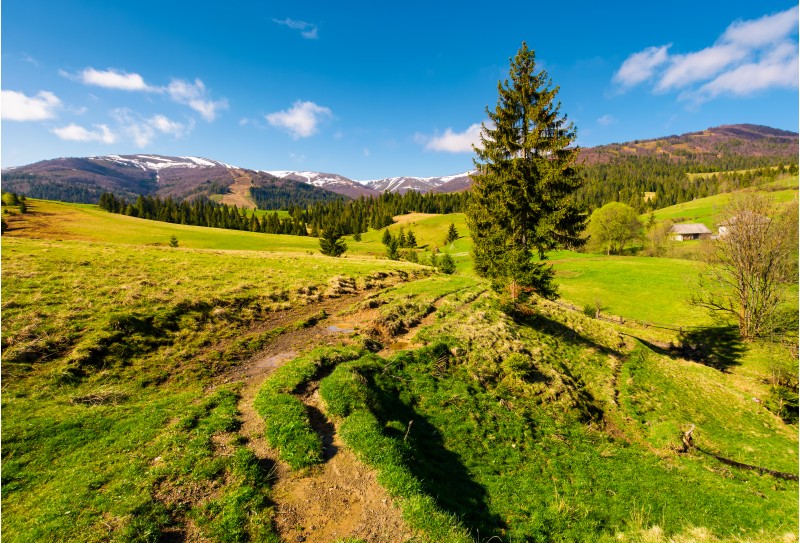 rural are in Carpathian mountains in springtime. lovely scenery with rural fields between forest and village outskirts