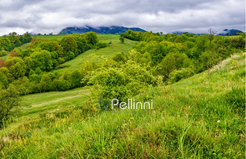 rural area in the beautiful valley in vivid Carpathian mountain  landscape