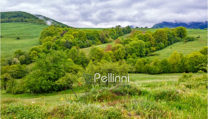 rural area in the beautiful valley in vivid Carpathian mountain  landscape