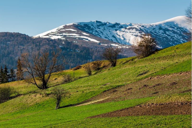 rural field on grassy slope under the blue sky. mountain with snowy top far in the distance. beautiful springtime scenery