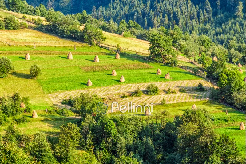 haystacks on rural hillside meadow near the forest