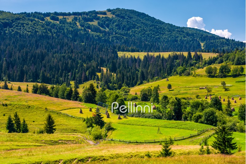 rural fields and forested hills of Carpathians. lovely scenery in summer mountains