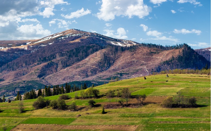 rural fields on a grassy hillside in springtime. mountain with snowy tops in the distance of beautiful countryside