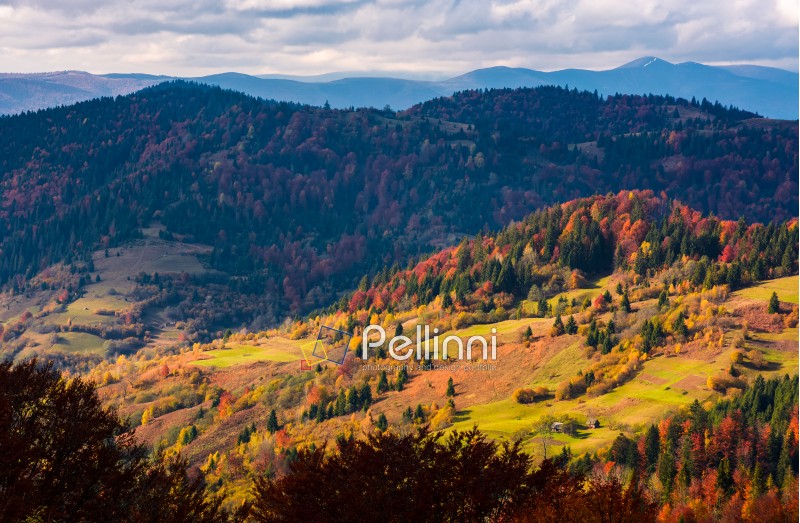 rural fields on hills among the forest in autumn. beautiful mountainous countryside landscape
