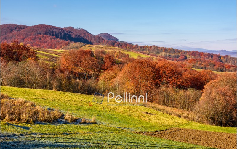 rural fields on hills in autumn. beautiful mountainous scenery with red foliage on trees