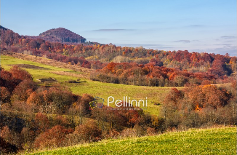 rural fields on hills in autumn. beautiful mountainous scenery with red foliage on trees