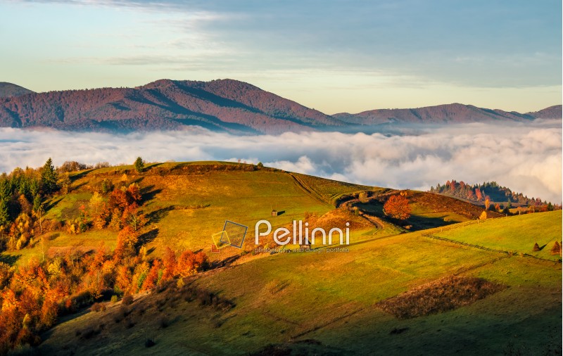 rural fields over the clouds in mountains. spectacular view of countryside with mountain ridge in a distance at sunrise