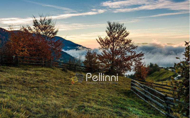 rural scenery with fence and trees at foggy sunrise in mountains. gorgeous autumn landscape with rising clouds