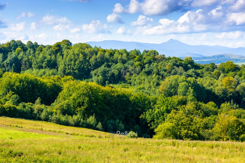 rural landscape in carpathian mountains on a sunny day. green gr rural landscape in carpathian mountains on a sunny day. green grass on rolling hill and distant peak under cloudy sky in early autumn. countryside scenery of ukraine. alpine pasture of transcarpathia