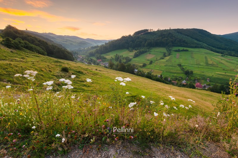 rural landscape in summer. alpine pasture. village in the valley at dawn. forest and green meadow on the hill under red sky. scenic view of a countryside in mountains of ukraine