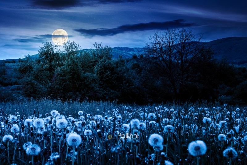 rural landscape with blooming dandelion field in spring at night rural landscape with blooming dandelion field in spring at night. agriculture countryside background with mountain in full moon light. beautiful farmland with orchard in springtime. warm weather