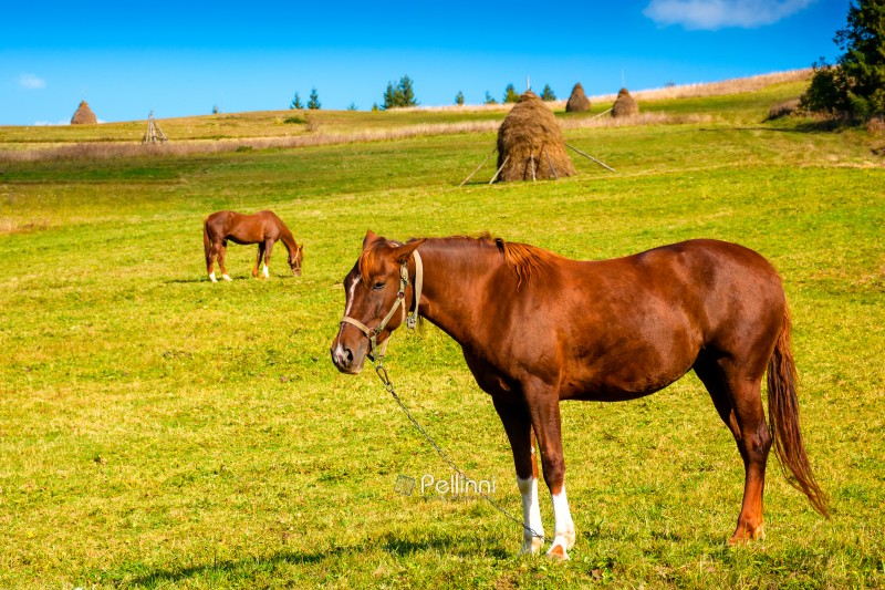 rural landscape with brown horse grazing grass. animal stands on rural landscape with brown horse grazing grass. animal stands on a green hill in autumn. lush pasture in carpathian mountains on a sunny day. haystack in the background. declining livestock population