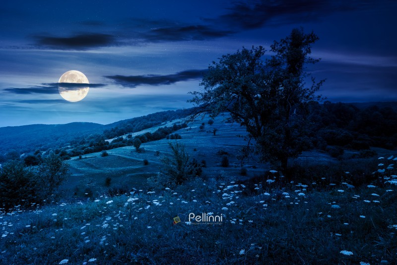 rural landscape with field on a hill in summer at night. organic farmland environment in full moon light. eco tourism destination in eastern europe