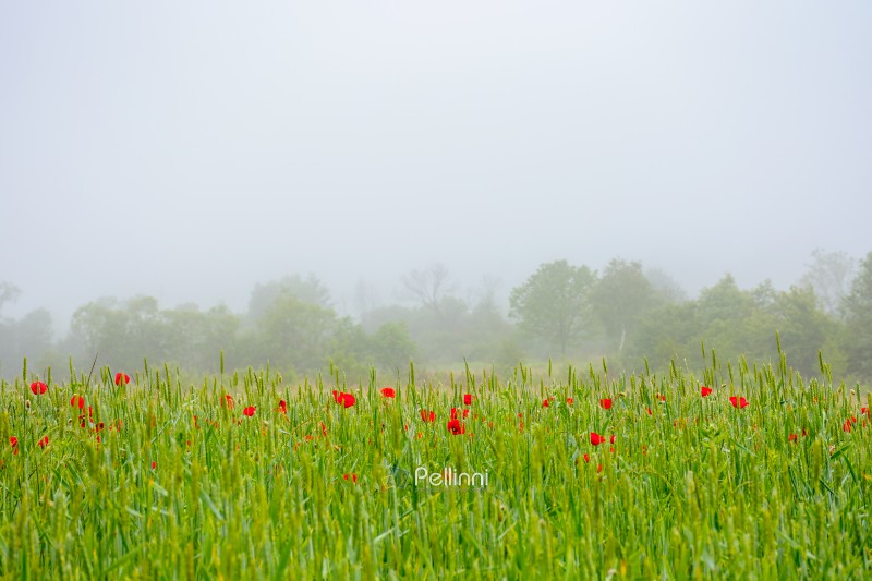 rural landscape with poppy flowers in the wheat field. red blooming in summer fog. mysterious countryside background