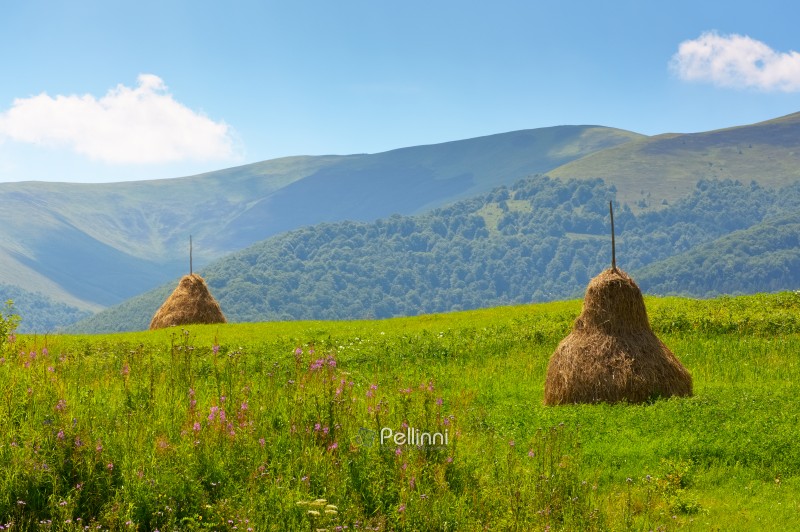 rural mountain landscape in summer. haystack on green hill near village. alpine scenery at the foot of borzhava ridge of ukraine in afternoon light