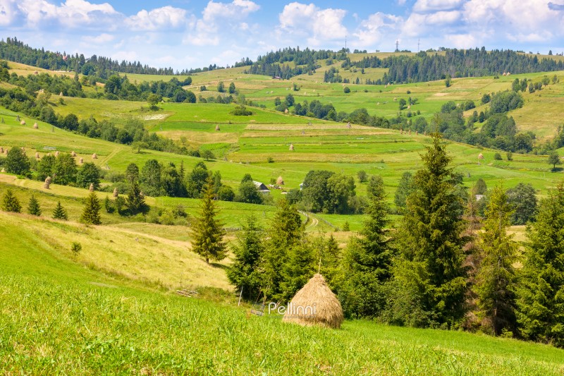 rural mountain landscape in summer. haystack on green hill near village. alpine scenery at the foot of borzhava ridge of ukraine in afternoon light