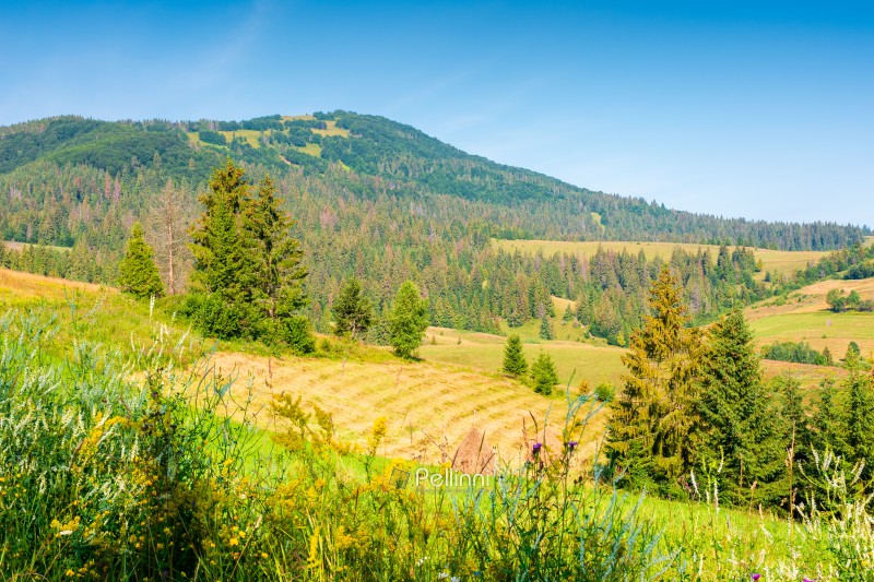 rural scene in carpathian mountain landscape. summer countryside view with rolling hills in lush green grass. forested slopes in the distance
