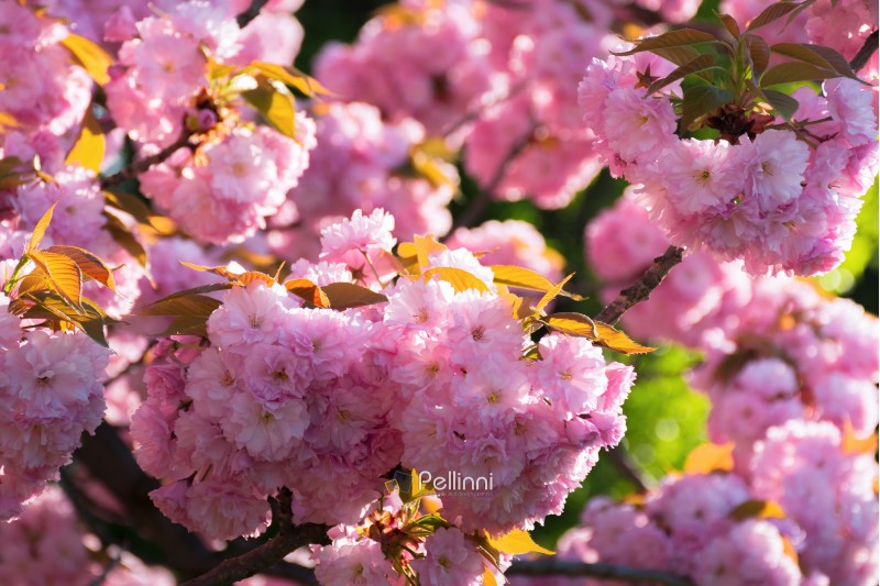 sakura blossom. beautiful natural background. tender pink flowers on the branch. wonderful sunny day in springtime