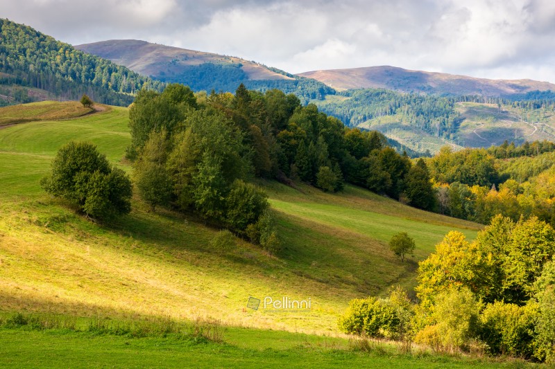 scenery with trees on the hill in dappled light. mountainous countryside of ukraine in september. stunning borzhava ridge in the distance under cloudy sky