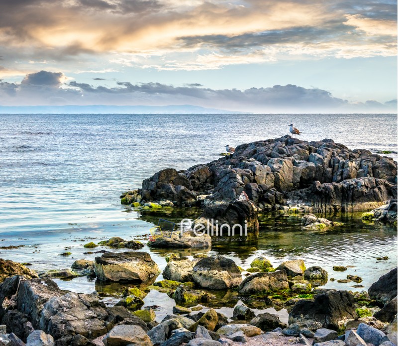 calm sea landscape with some wave near rocky coast with boulders and seaweed  in early morning