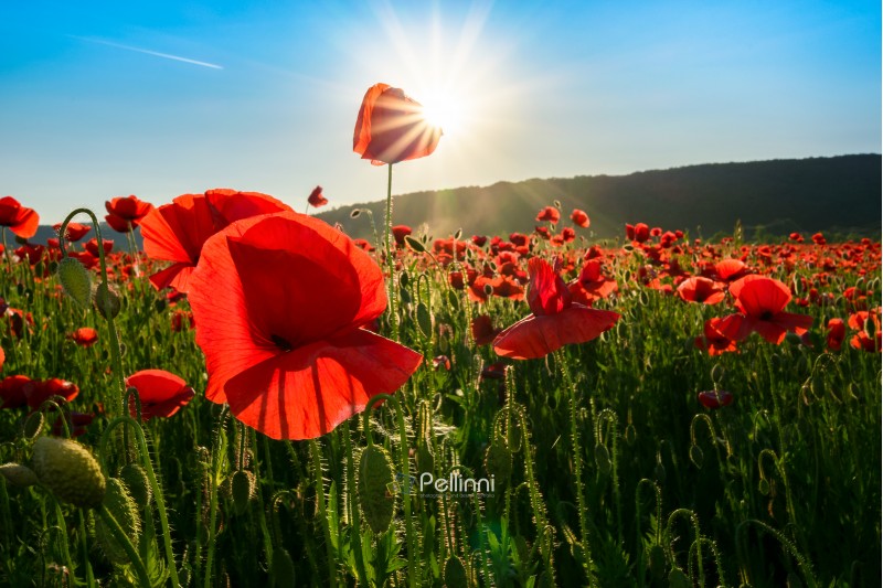 sea of poppy flower in mountains at sunset. beautiful springtime nature scenery 