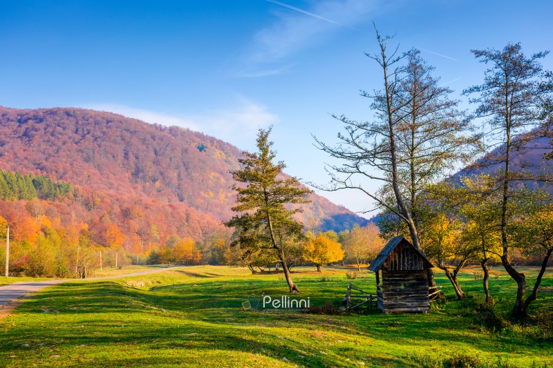 serene countryside landscape among transcarpathia hills. colorful deciduous trees on a lush green meadow under blue sky. beautiful view of a place in ukraine on a sunny october morning