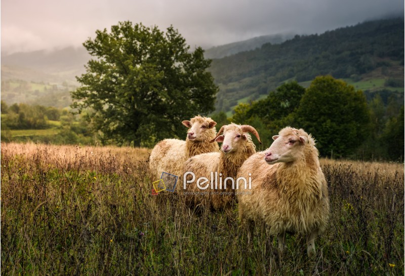 sheep grazing in a fog near old oak. beautiful scenery on rainy autumn day in mountainous rural area. three curious wet animals stand in a weathered grass looking somewhere in a distance