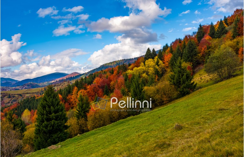 mountains with colorful foliage forest on slippery slope. great autumnal landscape in fine weather and clouds on blue sky