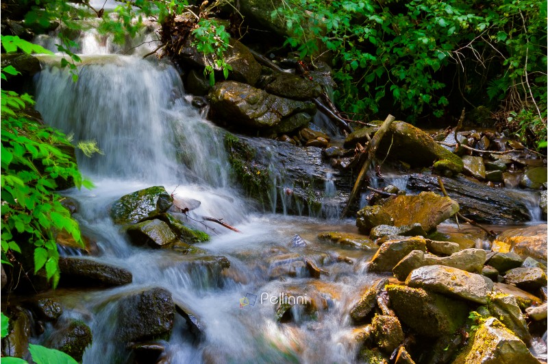 small waterfall in forest. lovely summer nature scenery. fresh and clean environment