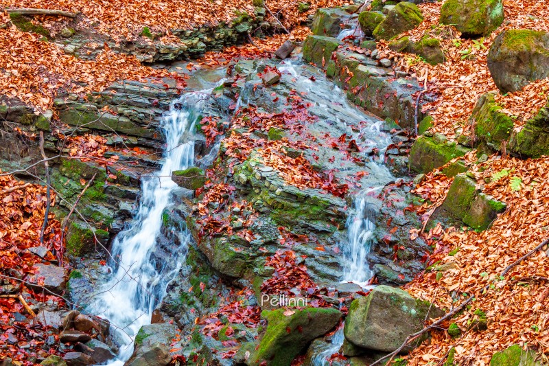 small waterfall in the autumn forest. mossy boulders among fallen foliage. nice autumnal scenery of Transcarpathia to travel.