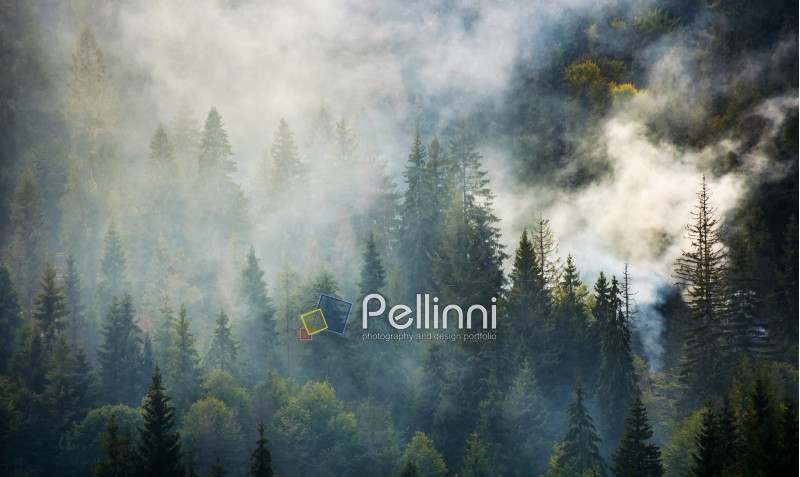 smoke rise above spruce forest. beautiful background with natural textures