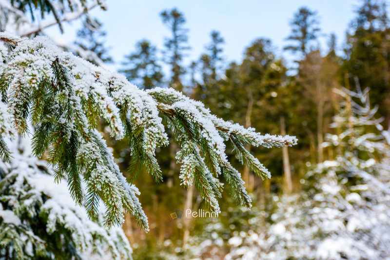 snow covered coniferous tree branch. winter background in carpat snow covered coniferous tree branch. winter background in carpathian virgin spruce forest. closeup photo. christmas holiday mood on a sunny day. cold weather beautiful green needles