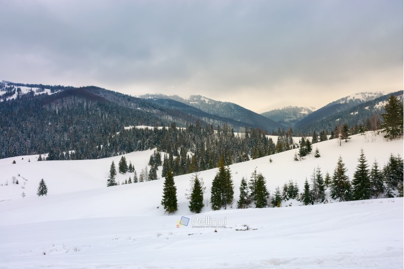 snow covered rolling hills with spruce forest. beautiful winter landscape in mountains on an overcast day