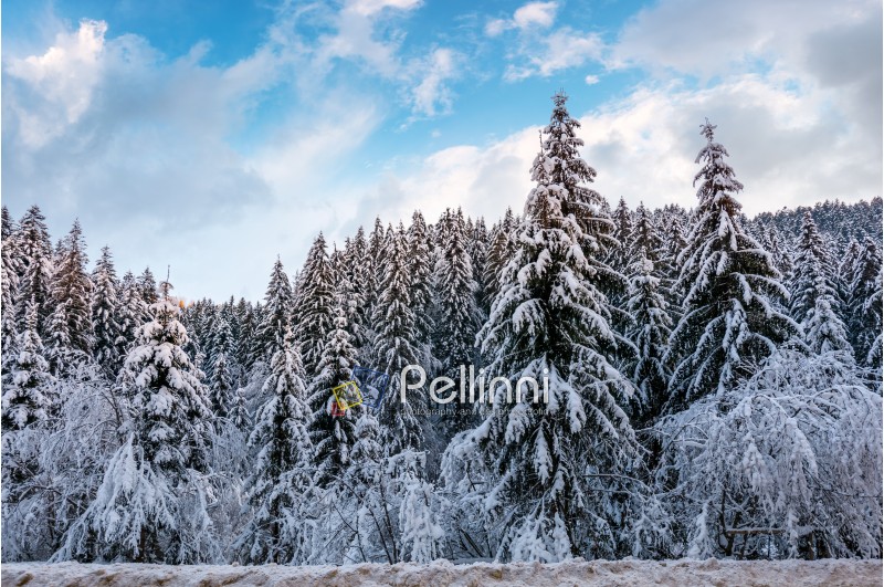 snow covered spruce forest in winter. amazing nature scenery with gorgeous evening sky
