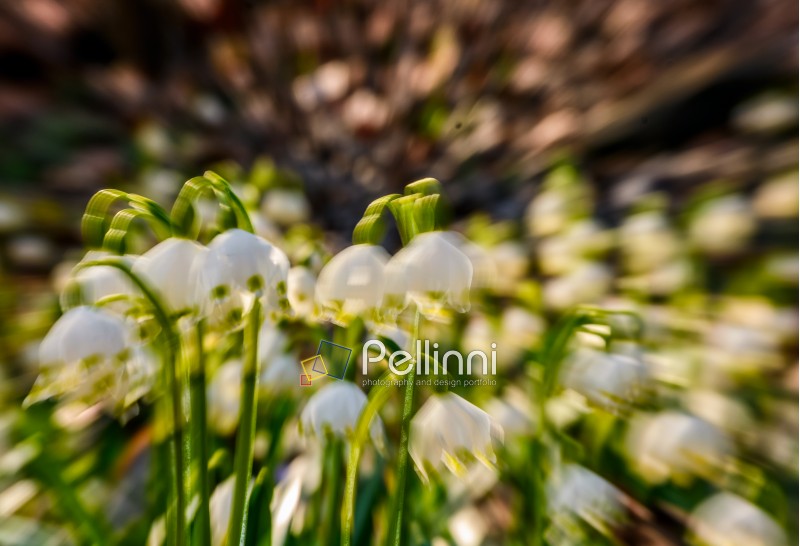 snowflake, first flowers of spring. abstract background with lense zoom blur effect