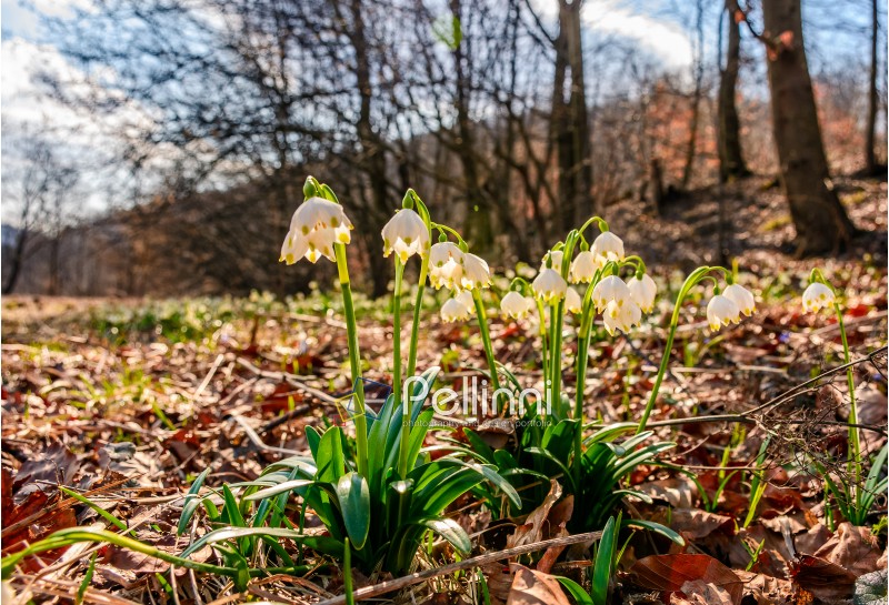 first flowers in springtime. spring snowflake also called Leucojum on a blurred background of forest meadow in mountains. snowbell closeup.