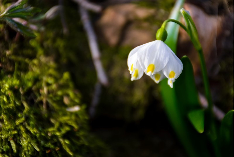 first flowers in springtime. spring snowflake also called Leucojum, alone on a blurred background of forest meadow in sunlight. snowbell closeup.