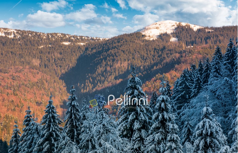 snowy conifer forest in mountains. beautiful nature scenery in evening light