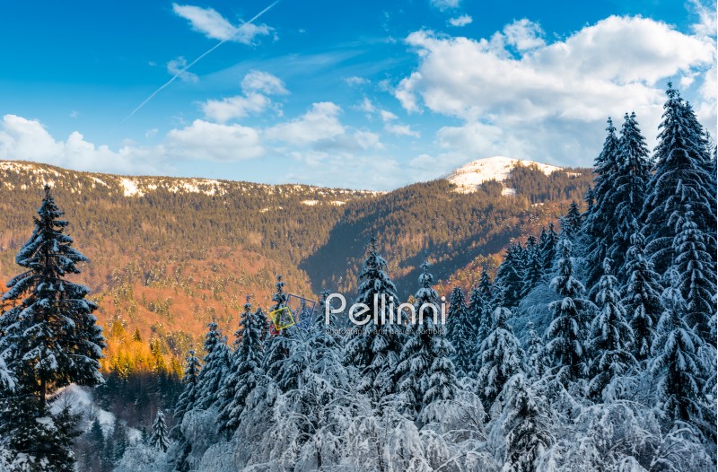 snowy conifer forest in mountains. beautiful nature scenery in evening light