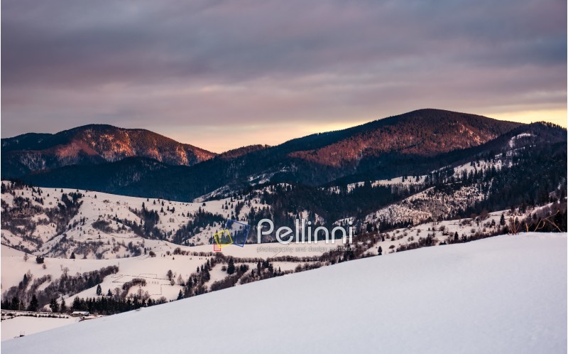 snowy hillside in mountains at sunrise. gorgeous winter landscape in Carpathians with cloudy sky