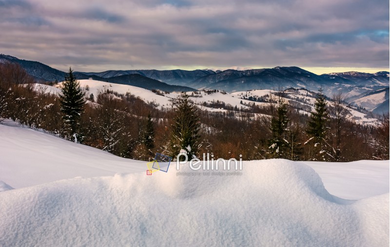 snowy hillsides with forest in mountainous countryside. beautiful morning winter scene