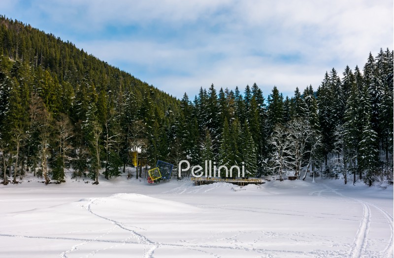 snowy meadow in spruce forest. beautiful winter scenery