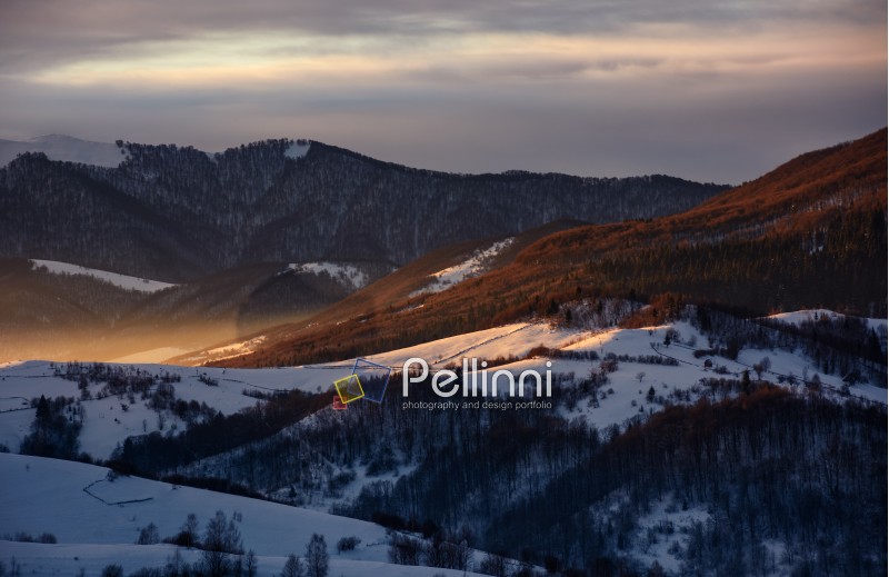 snowy mountain hills with forest at gorgeous reddish sunrise. beautiful nature scenery in winter