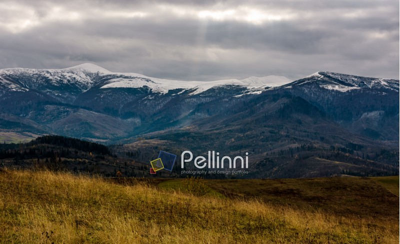 snowy mountain ridge in late autumn. hills with forest and weathered grassy meadows. gloomy cold weather with overcast moody sky