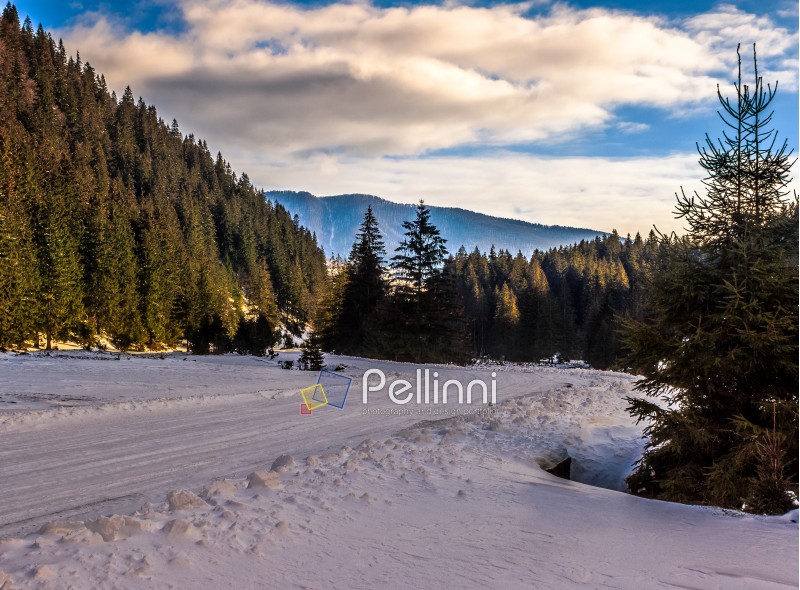 winter mountain landscape. road that leads into the spruce forest covered with snow in evening light