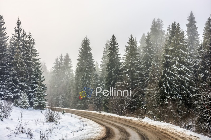 winter mountain landscape. winding road that leads into the spruce forest covered with snow