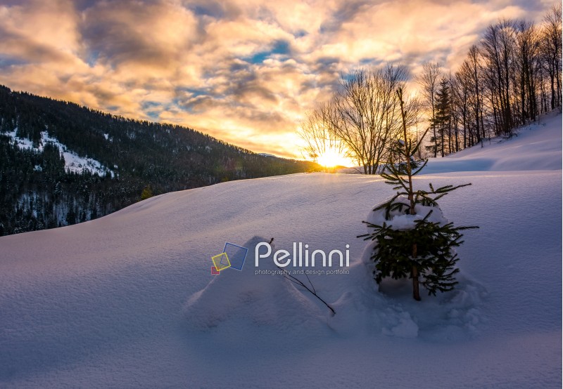 snowy slope on forested hill at sunrise. beautiful mountainous scenery with gorgeous sky in winter