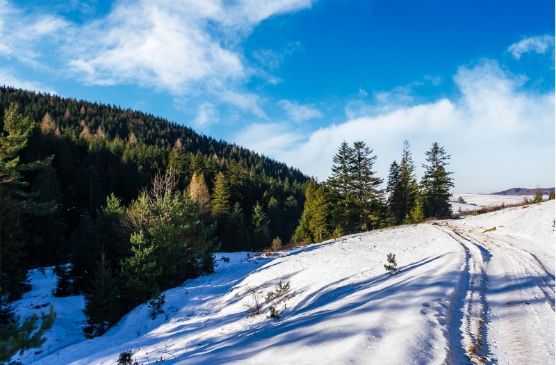 snowy slopes and forested hills. beautiful nature scenery in winter Carpathians