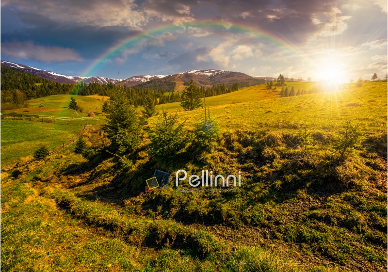 carpathian mountain ridge with snowy peaks. Grassy alpine meadow with spruce forest in spring season under the rainbow. Fine weather with blue sky and some clouds on sunny sunset